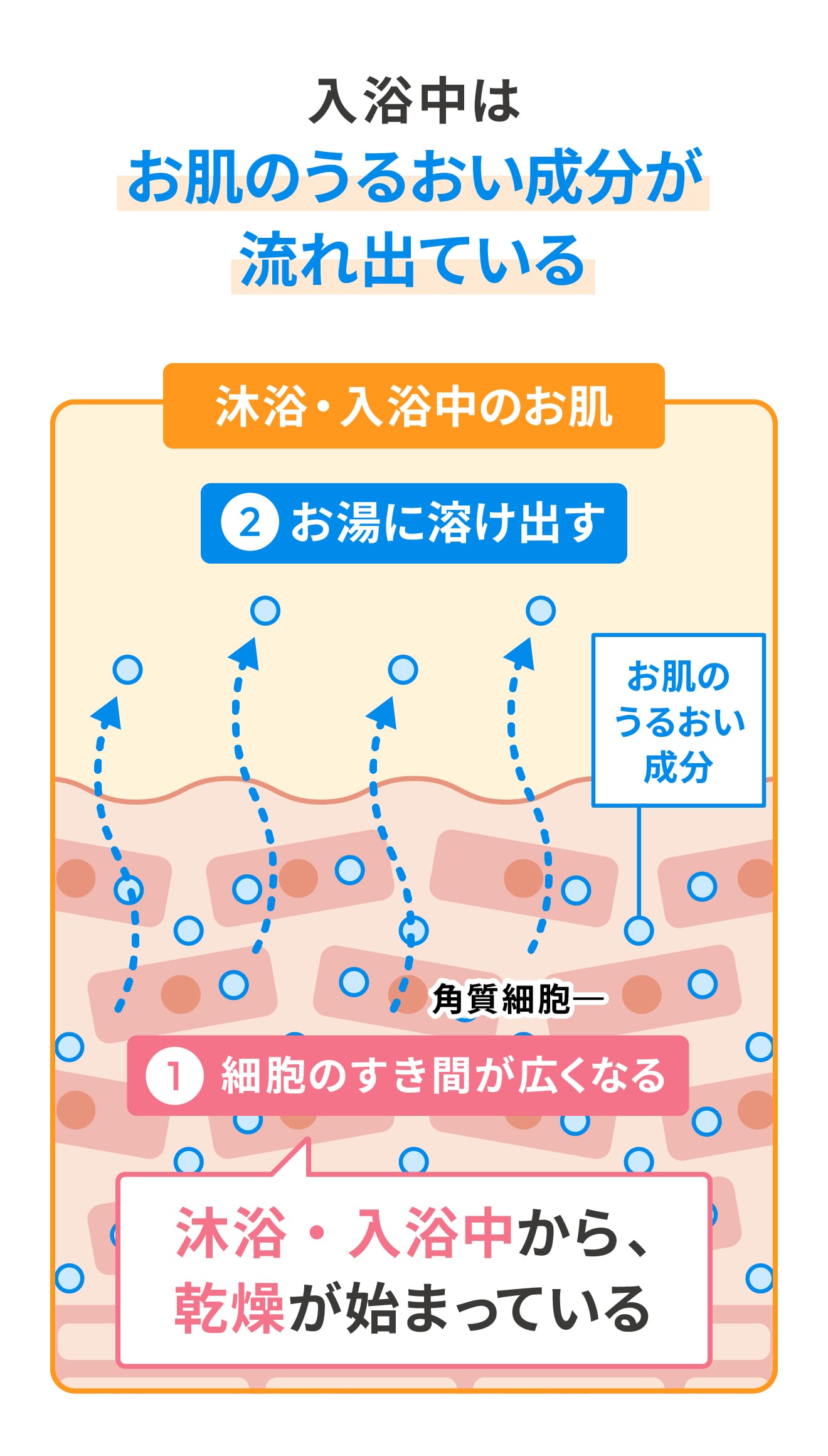 入浴中はお肌のうるおい成分が流れ出ている (1)細胞のすき間が広くなる(沐浴・入浴中から、乾燥が始まっている, (2)お肌の潤い成分がお湯に溶け出す